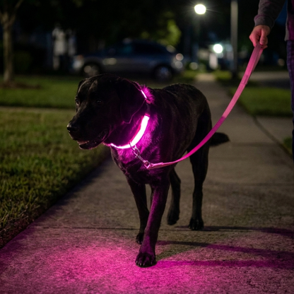 NightBeam™ LED Safety Collar