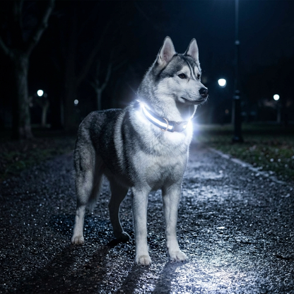 Glow Guard™ LED Safety Collar