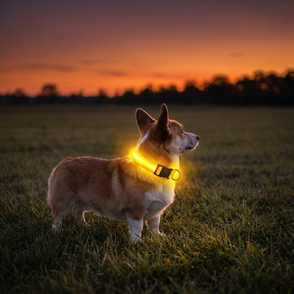 Glow Guard™ LED Safety Collar
