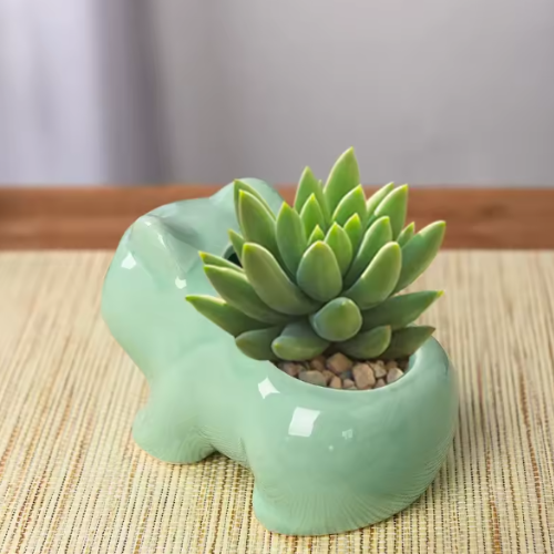 bulbasaur succulent amazon Bulbasaur Mini Flower Pot – Fresh Finds Store